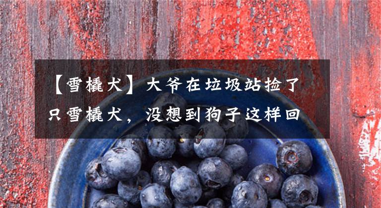 【雪橇犬】大爷在垃圾站捡了只雪橇犬，没想到狗子这样回报他，厉害了
