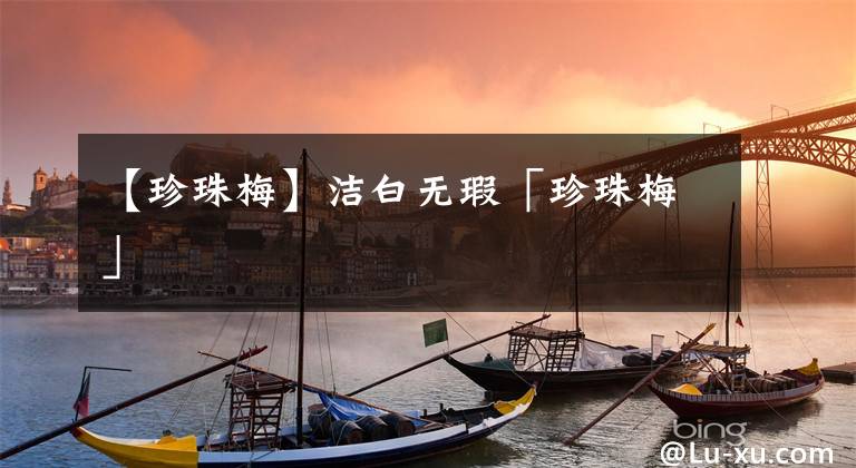【珍珠梅】洁白无瑕「珍珠梅」