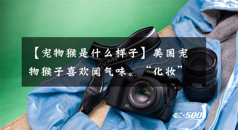 【宠物猴是什么样子】美国宠物猴子喜欢闻气味。“化妆”标志着主人“不要停下来”。