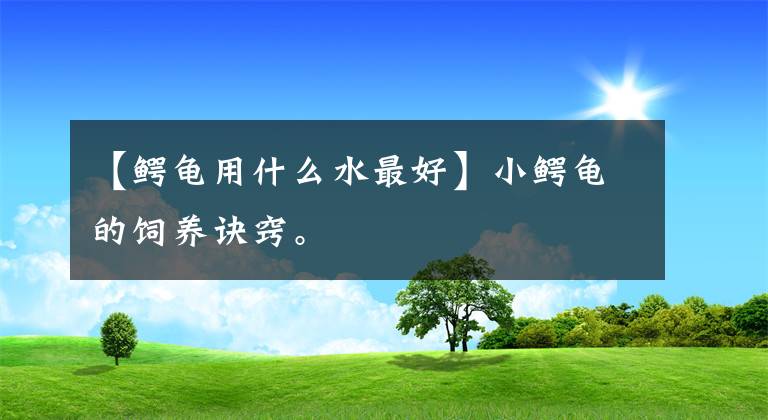 【鳄龟用什么水最好】小鳄龟的饲养诀窍。