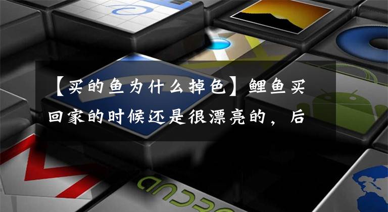 【买的鱼为什么掉色】鲤鱼买回家的时候还是很漂亮的，后来逐渐褪色了，这是怎么回事？