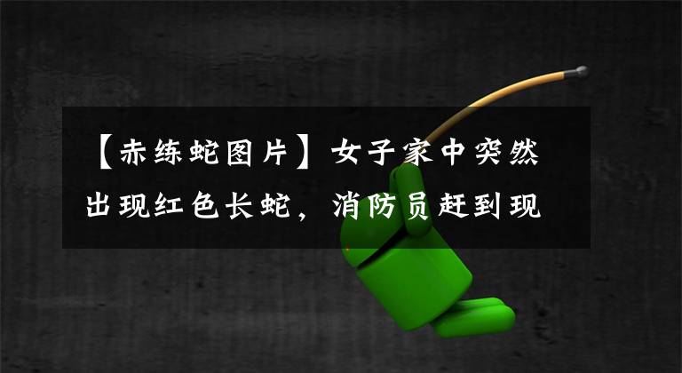 【赤练蛇图片】女子家中突然出现红色长蛇，消防员赶到现场后“懵了”