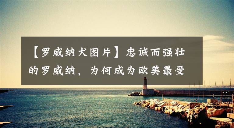 【罗威纳犬图片】忠诚而强壮的罗威纳，为何成为欧美最受欢迎的犬种，它有什么特别