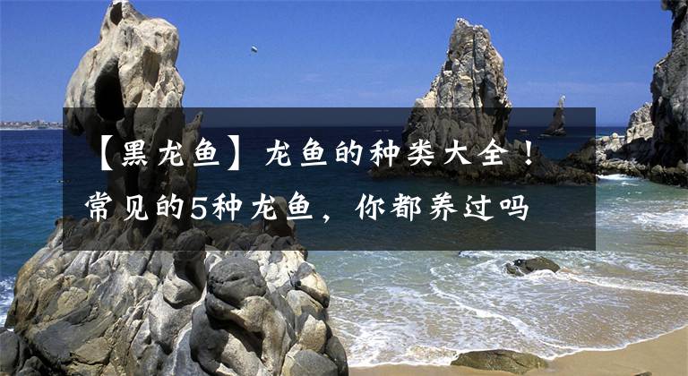 【黑龙鱼】龙鱼的种类大全！常见的5种龙鱼，你都养过吗