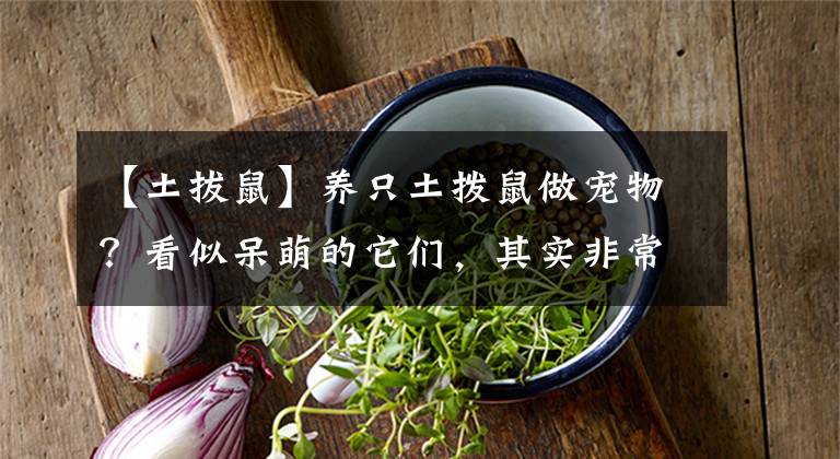 【土拔鼠】养只土拨鼠做宠物？看似呆萌的它们，其实非常危险
