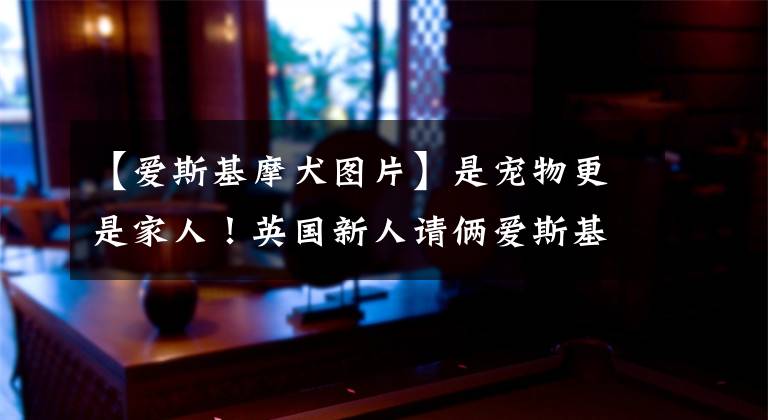 【爱斯基摩犬图片】是宠物更是家人！英国新人请俩爱斯基摩犬当伴郎伴娘暖化了