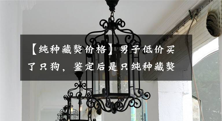 【纯种藏獒价格】男子低价买了只狗，鉴定后是只纯种藏獒，狗贩子肠子都悔青了
