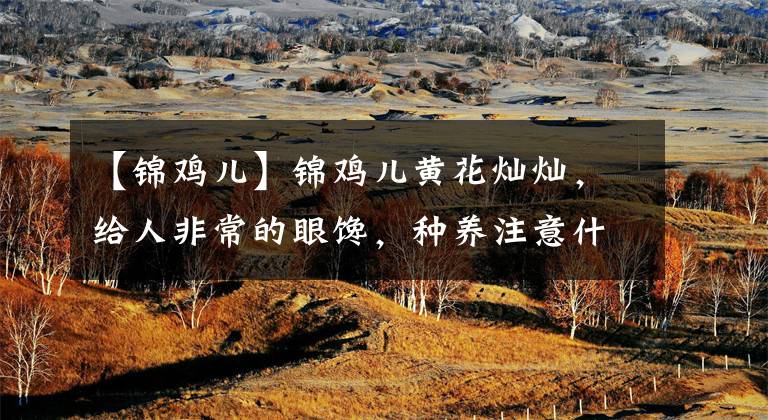 【锦鸡儿】锦鸡儿黄花灿灿，给人非常的眼馋，种养注意什么？