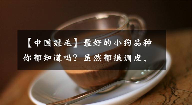 【中国冠毛】最好的小狗品种你都知道吗？虽然都很调皮，但一生都在陪伴着你