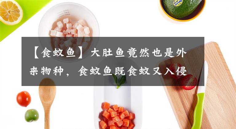 【食蚊鱼】大肚鱼竟然也是外来物种，食蚊鱼既食蚊又入侵
