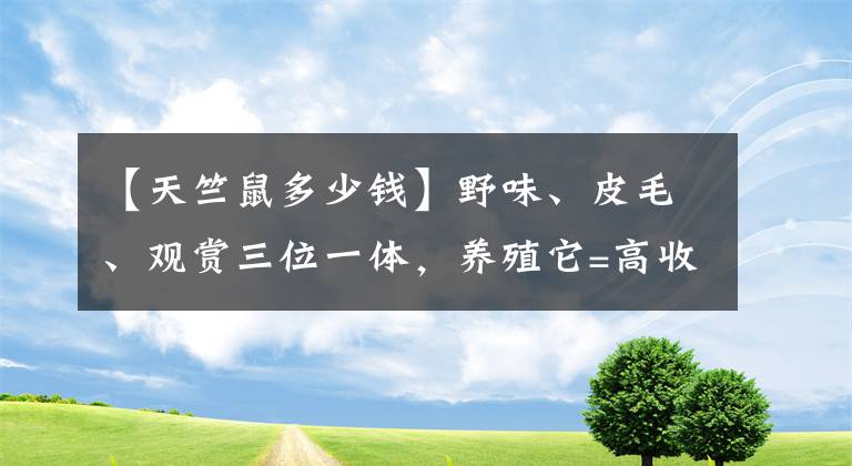 【天竺鼠多少钱】野味、皮毛、观赏三位一体，养殖它=高收益！