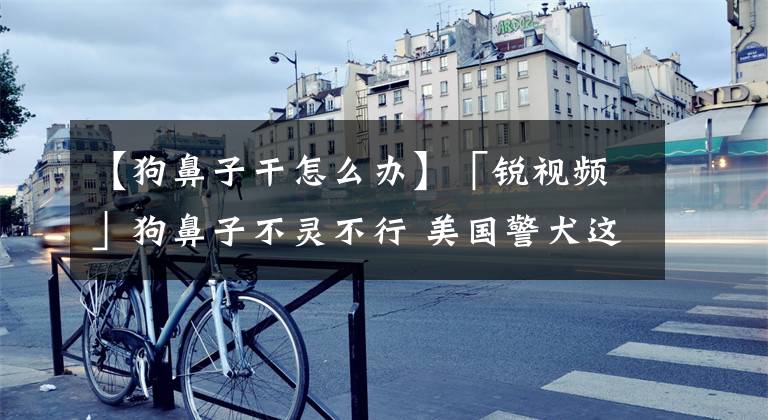 【狗鼻子干怎么办】「锐视频」狗鼻子不灵不行 美国警犬这样训的