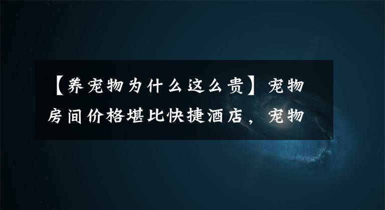 【养宠物为什么这么贵】宠物房间价格堪比快捷酒店，宠物消费热是如何形成的呢？