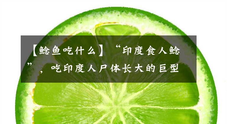 【鲶鱼吃什么】“印度食人鲶”，吃印度人尸体长大的巨型“水怪”，清道夫的表亲