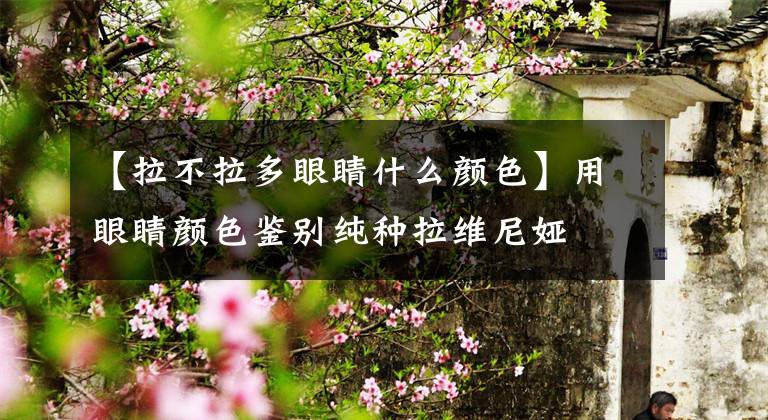 【拉不拉多眼睛什么颜色】用眼睛颜色鉴别纯种拉维尼娅