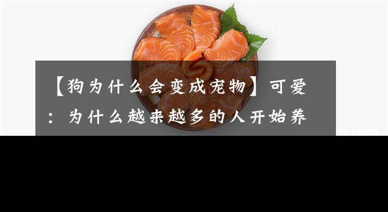【狗为什么会变成宠物】可爱：为什么越来越多的人开始养小动物？
