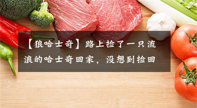 【狼哈士奇】路上捡了一只流浪的哈士奇回家，没想到捡回家的是一只狼！