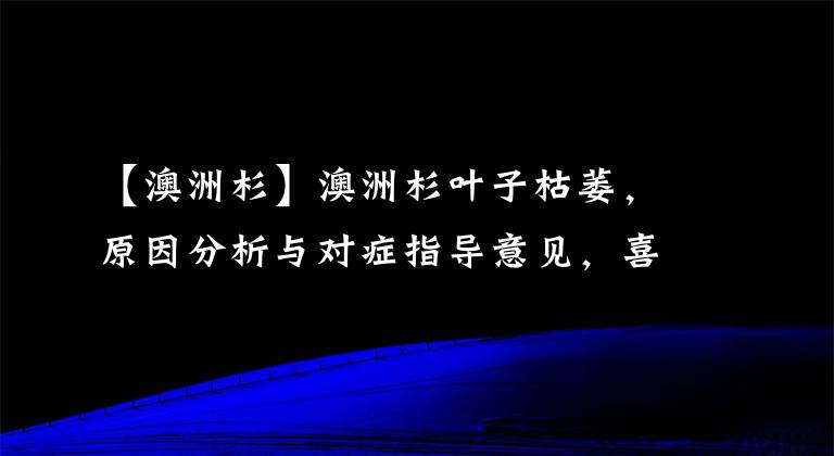 【澳洲杉】澳洲杉叶子枯萎，原因分析与对症指导意见，喜欢养花的朋友快收藏