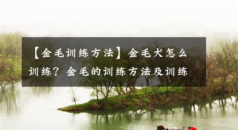 【金毛训练方法】金毛犬怎么训练？金毛的训练方法及训练注意事项