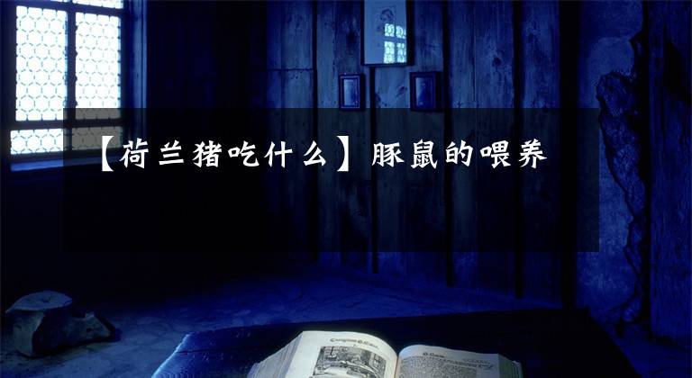 【荷兰猪吃什么】豚鼠的喂养