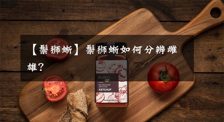 【鬃狮蜥】鬃狮蜥如何分辨雌雄？