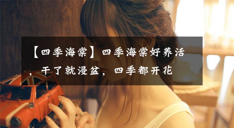 【四季海棠】四季海棠好养活，干了就浸盆，四季都开花