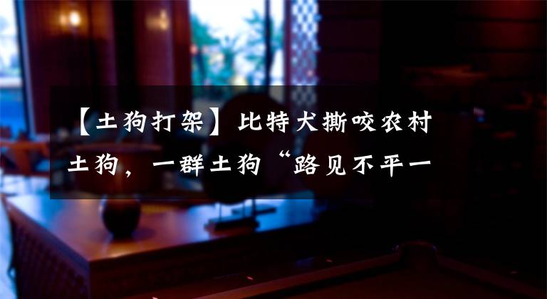 【土狗打架】比特犬撕咬农村土狗，一群土狗“路见不平一声吼”，拼了！