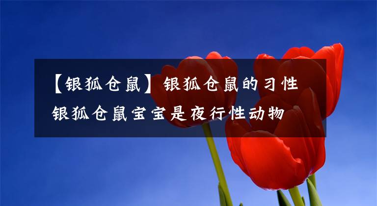 【银狐仓鼠】银狐仓鼠的习性 银狐仓鼠宝宝是夜行性动物