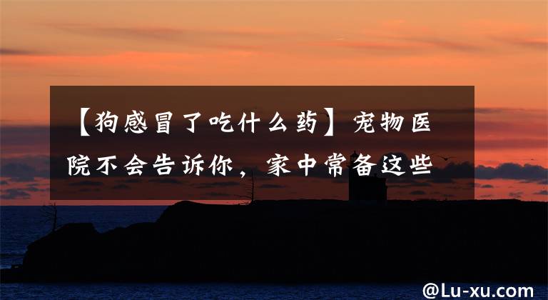 【狗感冒了吃什么药】宠物医院不会告诉你，家中常备这些药，狗狗再也不怕生病了