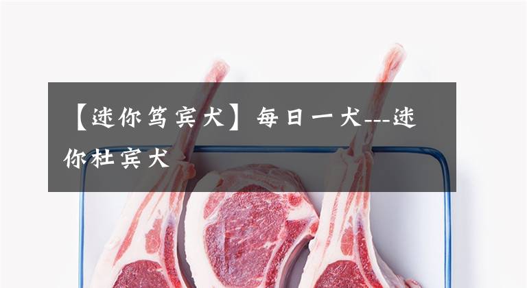 【迷你笃宾犬】每日一犬---迷你杜宾犬