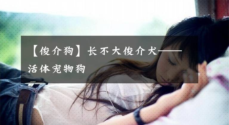 【俊介狗】长不大俊介犬——活体宠物狗