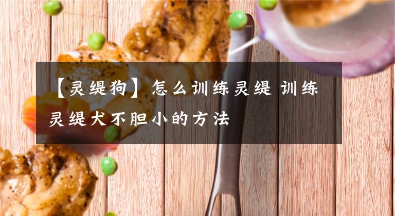 【灵缇狗】怎么训练灵缇 训练灵缇犬不胆小的方法