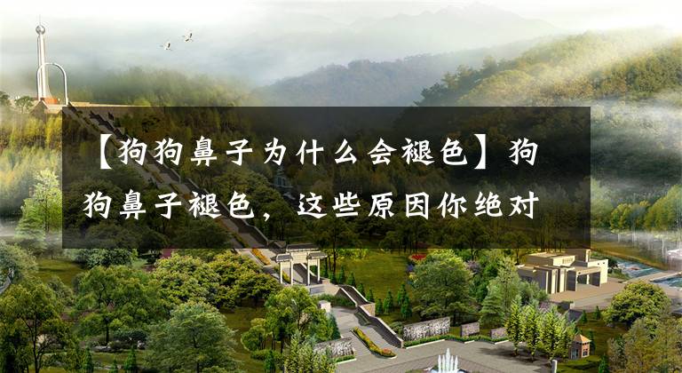 【狗狗鼻子为什么会褪色】狗狗鼻子褪色，这些原因你绝对想不到