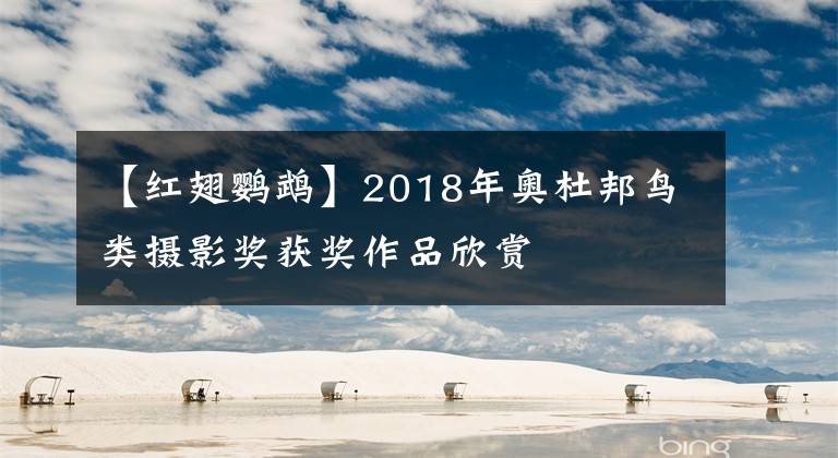 【红翅鹦鹉】2018年奥杜邦鸟类摄影奖获奖作品欣赏
