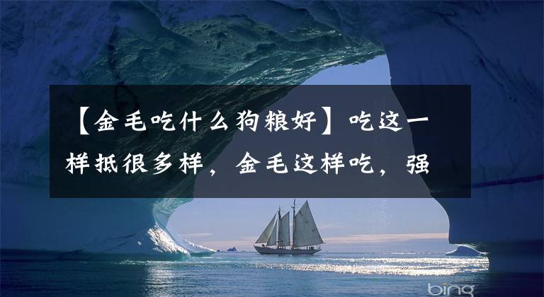 【金毛吃什么狗粮好】吃这一样抵很多样，金毛这样吃，强过狗粮还营养