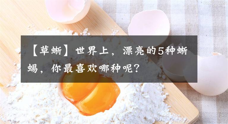 【草蜥】世界上，漂亮的5种蜥蜴，你最喜欢哪种呢？