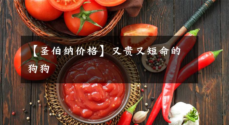 【圣伯纳价格】又贵又短命的狗狗