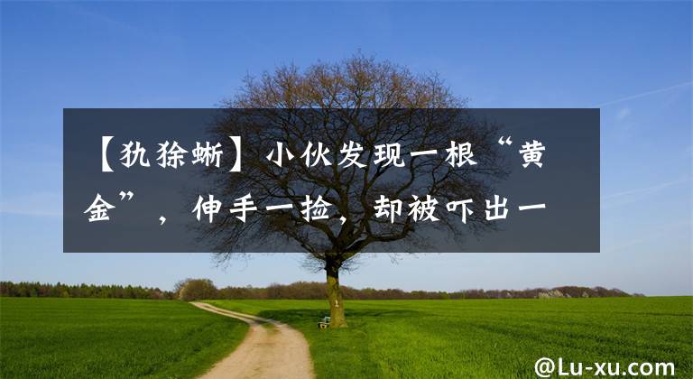 【犰狳蜥】小伙发现一根“黄金”，伸手一捡，却被吓出一身冷汗！