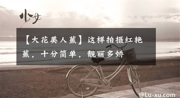 【大花美人蕉】这样拍摄红艳蕉，十分简单，靓丽多娇