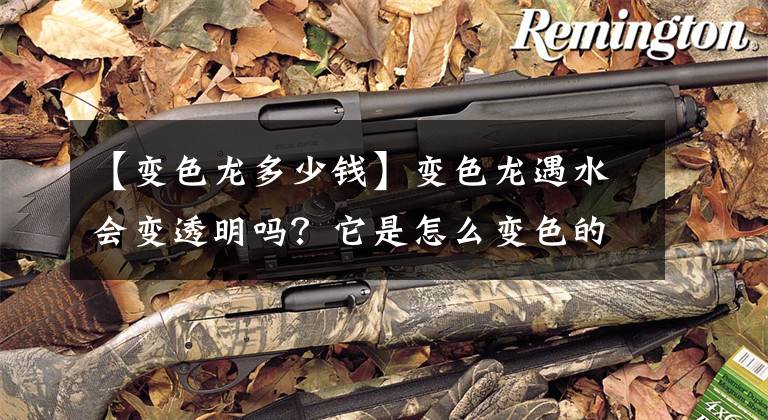 【变色龙多少钱】变色龙遇水会变透明吗？它是怎么变色的？变色有什么作用？