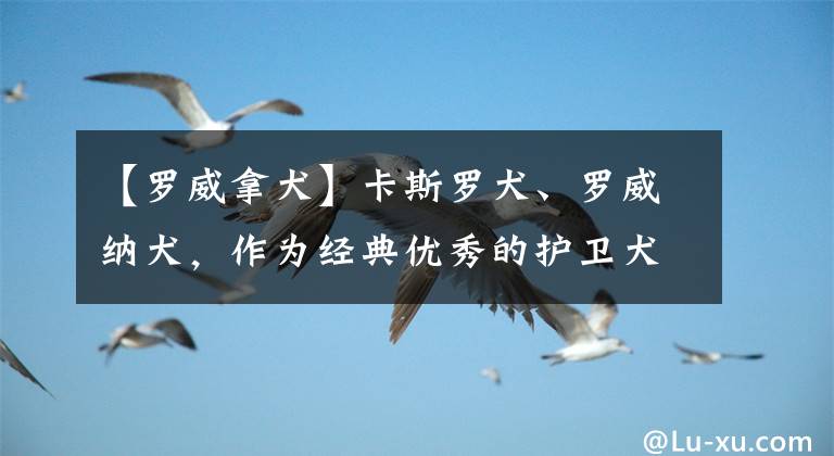 【罗威拿犬】卡斯罗犬、罗威纳犬，作为经典优秀的护卫犬，在它们之间如何选择