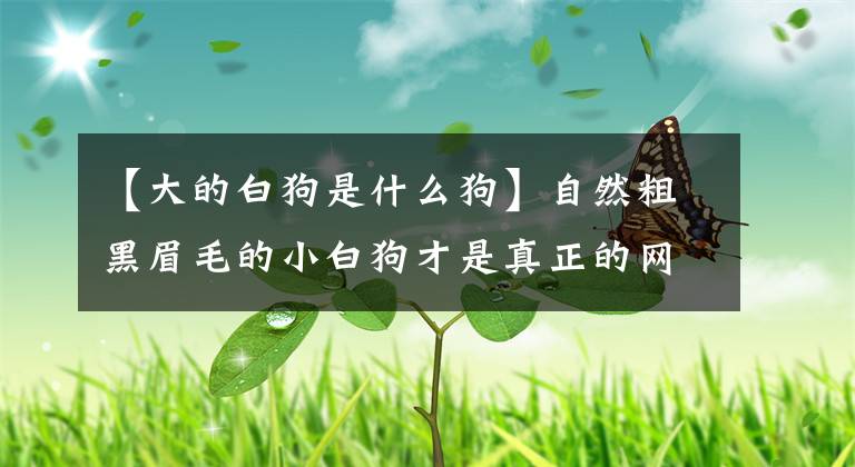 【大的白狗是什么狗】自然粗黑眉毛的小白狗才是真正的网眼嘛。