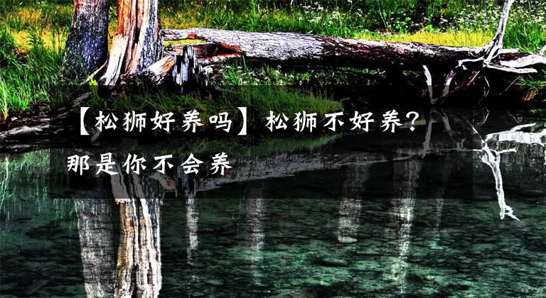 【松狮好养吗】松狮不好养？那是你不会养
