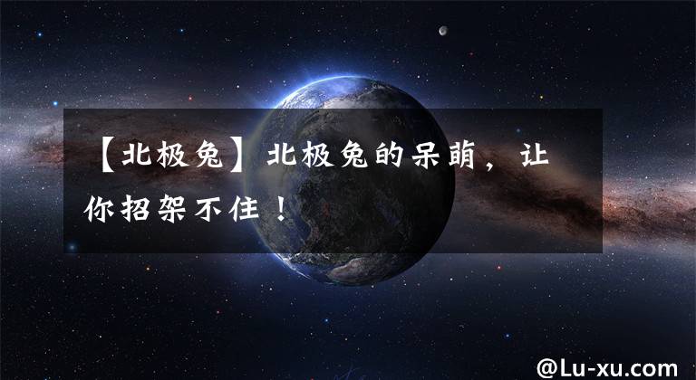 【北极兔】北极兔的呆萌，让你招架不住！