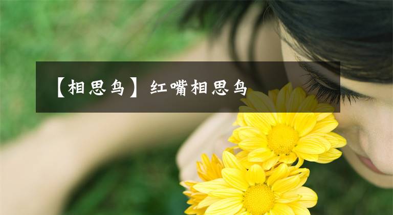 【相思鸟】红嘴相思鸟