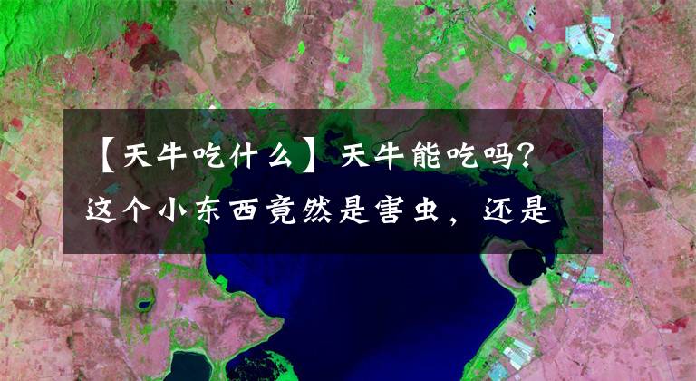 【天牛吃什么】天牛能吃吗？这个小东西竟然是害虫，还是一个寿星！
