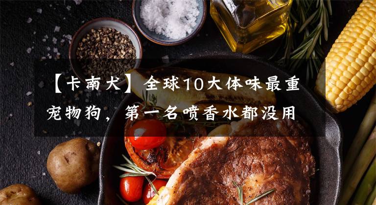 【卡南犬】全球10大体味最重宠物狗，第一名喷香水都没用！