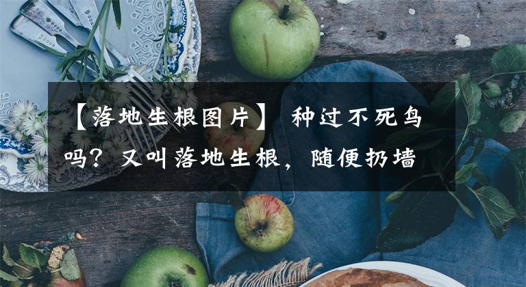 【落地生根图片】 种过不死鸟吗？又叫落地生根，随便扔墙角就能繁殖一大片