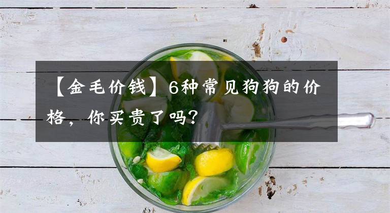 【金毛价钱】6种常见狗狗的价格，你买贵了吗？