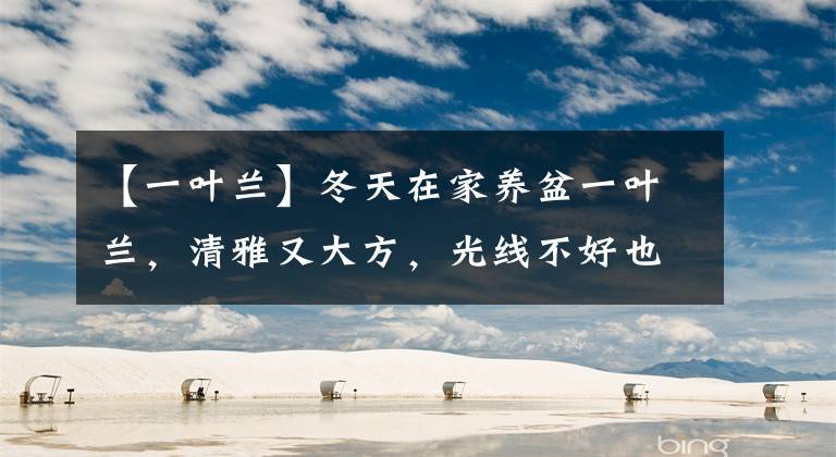 【一叶兰】冬天在家养盆一叶兰，清雅又大方，光线不好也能活